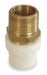 Straight CPVC MNPT 3/4 in Socket