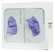 GloveDispenser White WallMount Steel
