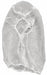 Head/Beard Cover Universal White PK1000